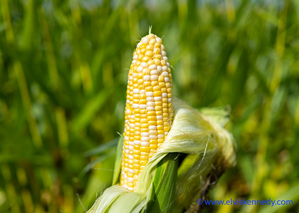 A fresh sweet corn cob peeled open in a green corn field at harvest